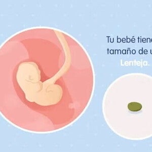 Conoce lo que sucede a las 4 semanas de embarazo Conoce lo que sucede a las 4 semanas de embarazo