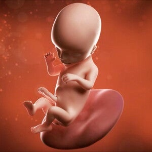 Si pudieras mirar dentro de ti y observar a tu bebé en crecimiento, pronto podrías verlo chuparse el pulgar. Si pudieras mirar dentro de ti y observar a tu bebé en crecimiento, pronto podrías verlo chuparse el pulgar.