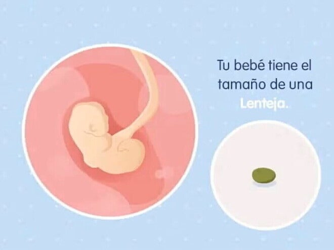 Conoce lo que sucede a las 4 semanas de embarazo