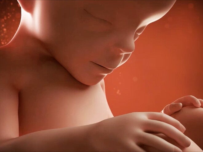 Tu hijo todavía tiene que crecer un poco, pero hasta hoy, mide más de 30 cm de largo.